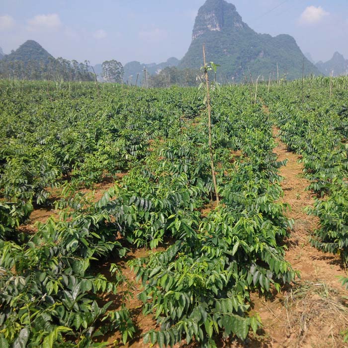 新鲜五指山野菜树仔菜泰国枸杞天绿香越南菜守宫木营养丰富南洋菜