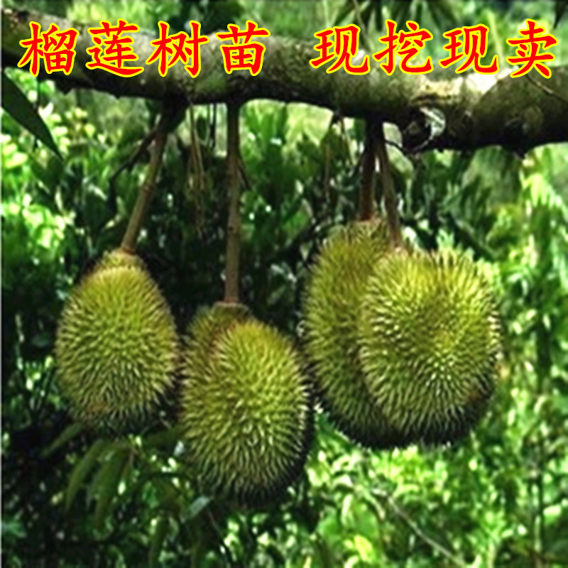 果树苗榴莲苗盆栽地栽泰国榴莲树苗嫁接金枕头猫山王榴莲南方种植