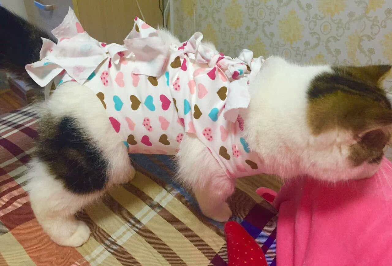 猫的衣服 印尼设计师缝制猫服 - 2020年12月3日, 俄罗斯卫星通讯社