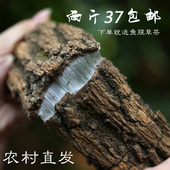 可泡茶泡酒 500G 包邮 杜仲皮略阳杜仲秦岭野生老树杜仲皮 杜仲