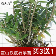 红杆软脚正宗3年仿野生 枫斗苗绿植买3送1 霍山铁皮石斛苗盆栽