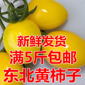 东北特产 新鲜西红柿 小黄洋柿子草莓番茄自家种植 黄柿子5斤包邮