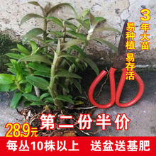 铁皮枫斗苗 安徽六安 石斛盆栽 野生新鲜 霍山铁皮石斛苗盆栽