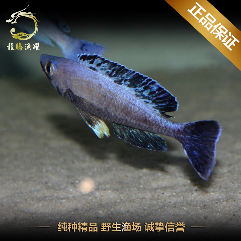进口热带鱼三湖慈鲷坦鲷全蓝双印剑沙淡水观赏鱼活体宠物鱼