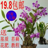 吊兰花 阳台盆栽比铁皮好 扁黄草 石斛盆栽 赤水金钗石斛小丛苗
