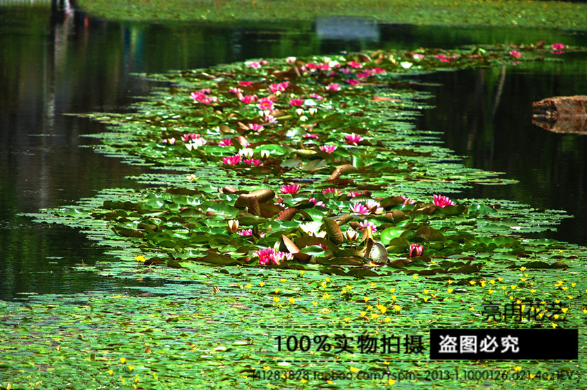 夏季热卖大睡莲根块 鱼缸 池塘水培植物水生根多个品种选择大根块_双