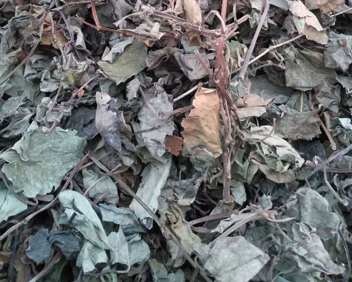 野生干鱼腥草 折耳根 节节根满1斤包邮