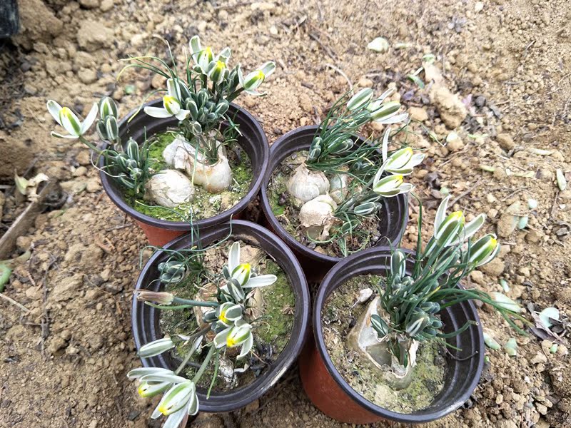 多肉植物《小角苍殿》香水兰,香水莲,球根植物,春季开花