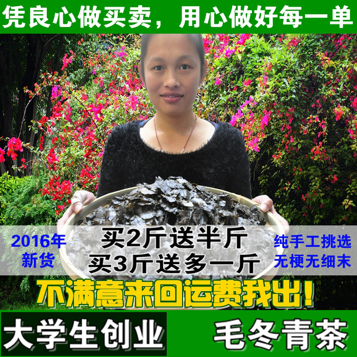 云南农家野生苦茶大叶苦丁茶毛冬青 特级正品毛东青茶叶嫩芽500g