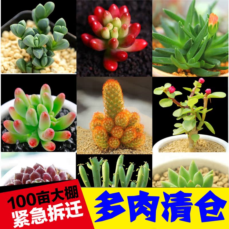 玉露多肉植物