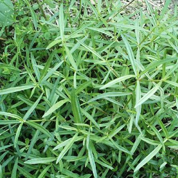 新鲜野生白花蛇舌草 蛇舌草 鹤舌草 龙舌草 蛇舌癀中草药500g顺丰