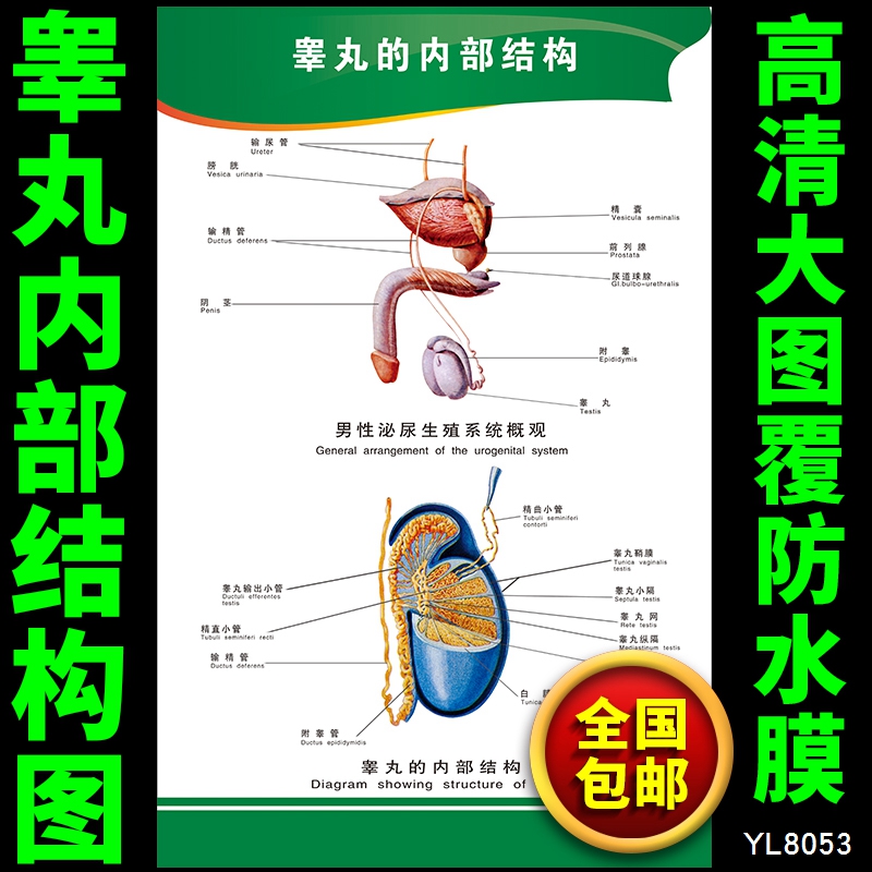 睾丸的内部结构图人体解剖图挂图 男性生殖系统挂画 医学挂画定制