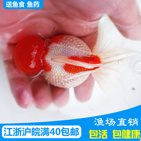 正品[观赏鱼淡水]淡水冷水观赏鱼大全评测 观赏