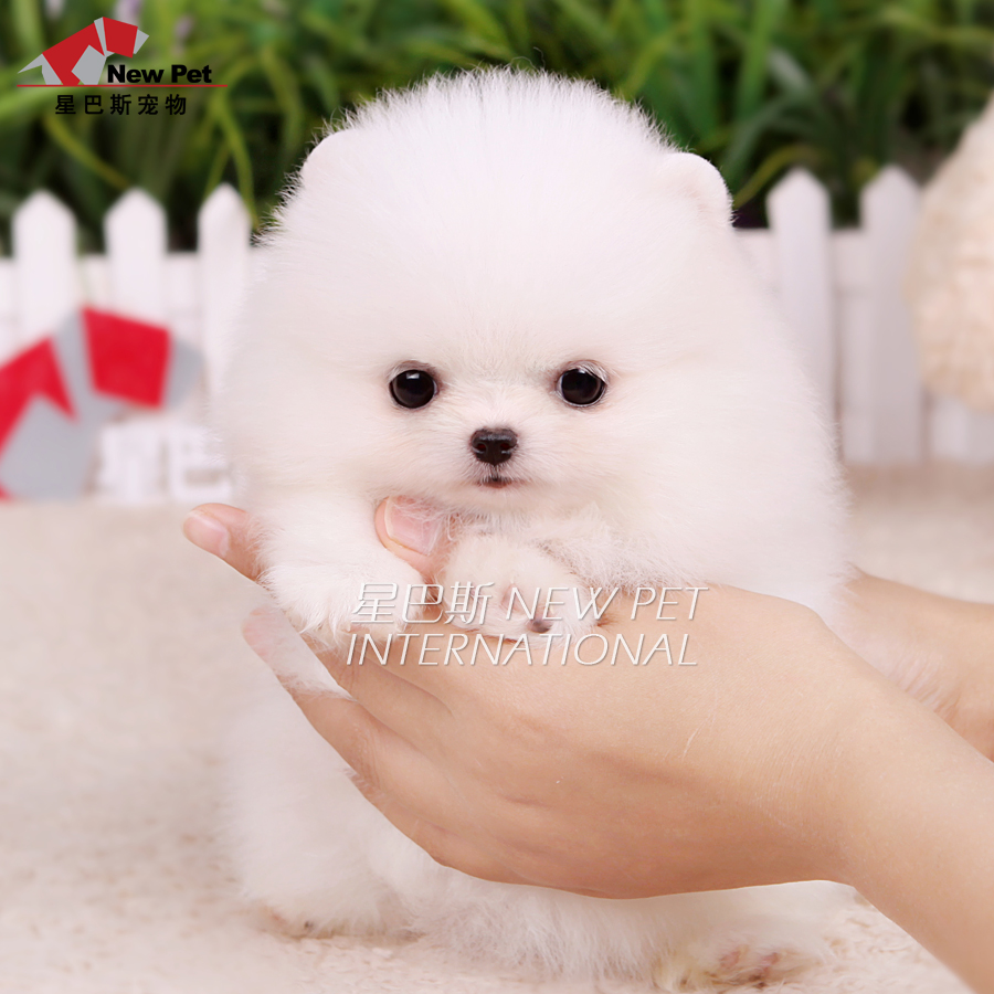 x星巴斯美系 白色博美 纯种俊介 袖珍茶杯幼犬 活体狗狗bm659