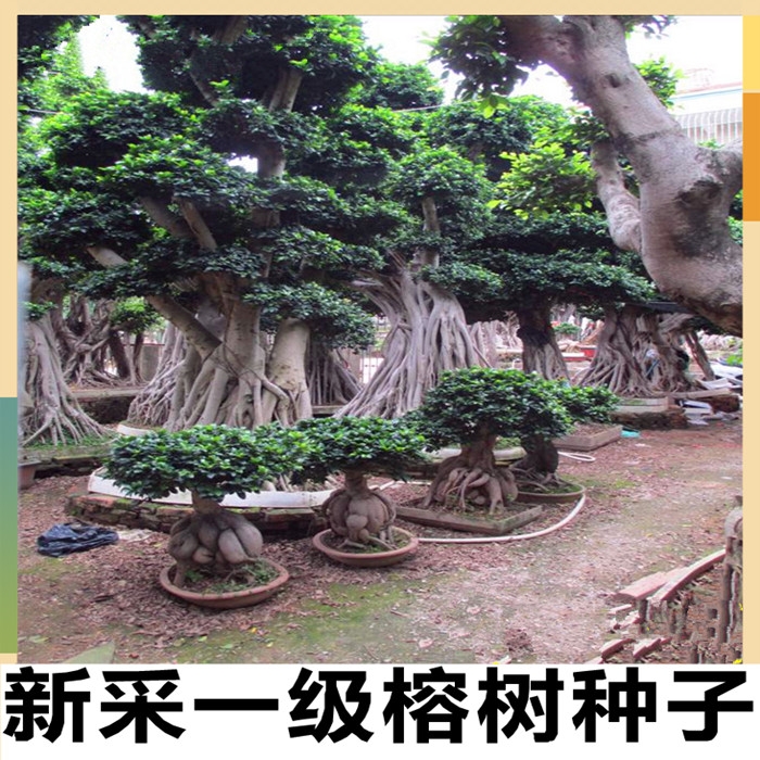 新采榕树种子大叶榕树 小叶榕树 人参榕种子 垂叶榕 高山榕种子图片