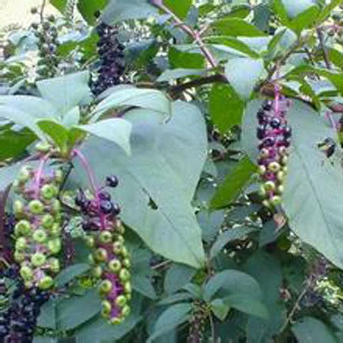 正品[现当代文学考研院校]现当代文学院校排名