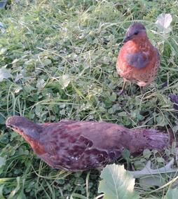 正品[鸡媒]鸡媒抓野鸡视频评测 训鸡媒图片