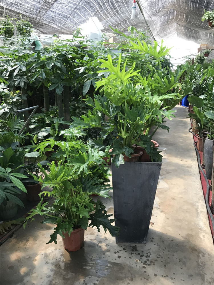 珠海春羽盆栽绿植花卉 小天使 北欧风植物绿植盆栽吸甲醛净化空气