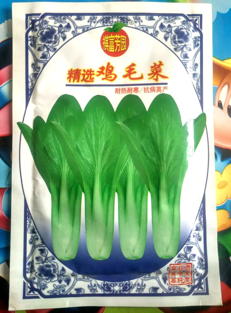 包邮 千年菊永生菊种子庭院阳台盆栽花卉花籽喜阳抗旱