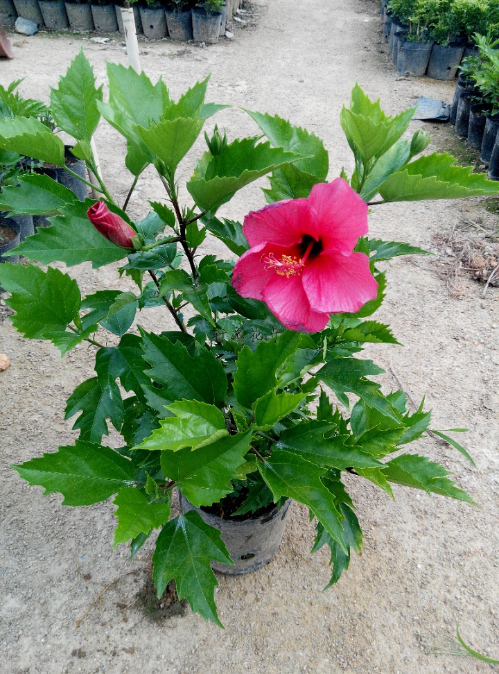 Ʒ ɣ ľ  14cmֲ