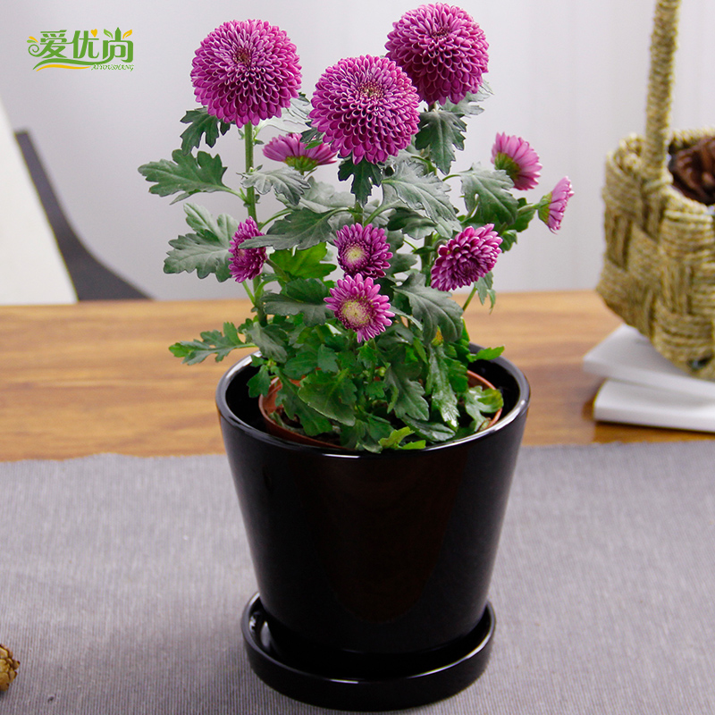 爱优尚乒乓菊花盆栽室内桌面鲜花植物小雏菊带盆带花绿植花卉上海