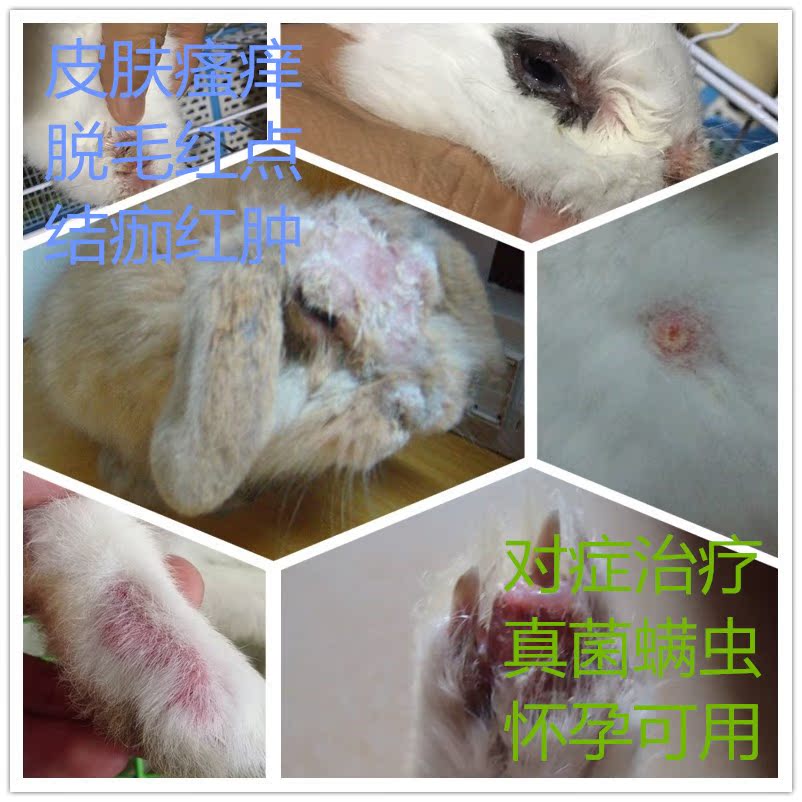 伊维菌素宠物兔子犬猫仓鼠龙猫皮肤病药品真菌螨虫消喷剂药兔用品