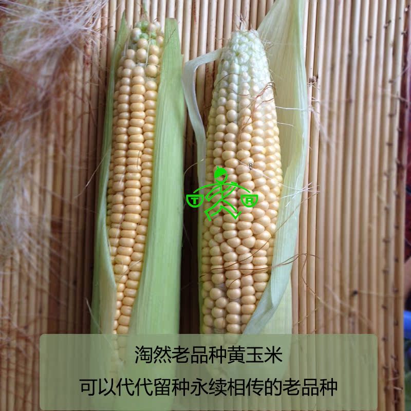 老品种纯白玉米 传统农家自留种 老品种非转基因 古老原生种