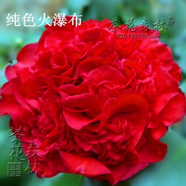 火瀑布纯色复色山茶花树苗木阳台庭院绿植花卉盆栽植物室内外包邮