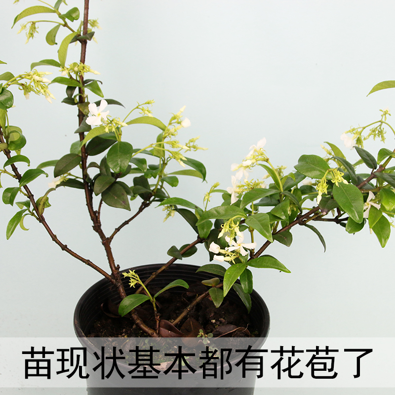 风车茉莉盆栽大苗 阳台庭院爬藤植物络石 万字茉莉 当年开花芳香