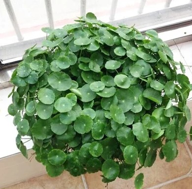 水生金钱草花种子四季易种易活花卉夏季室内盆栽铜钱草水培植物