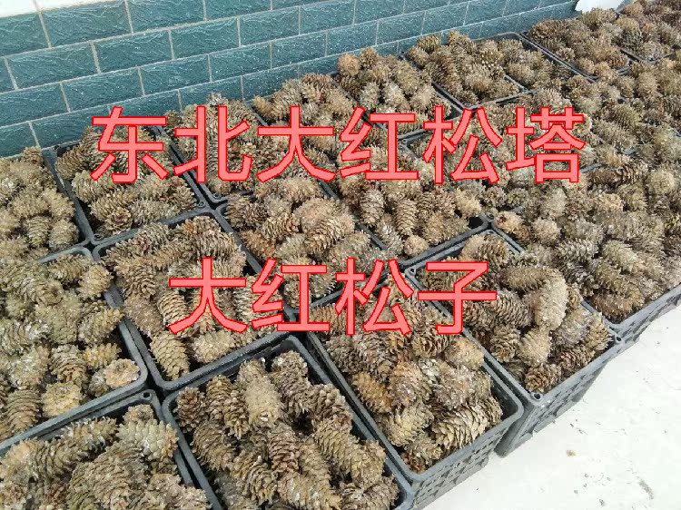 超大新鲜松塔东北野生红松塔青松塔松鼠仓鼠飞鼠最爱500g3斤包邮