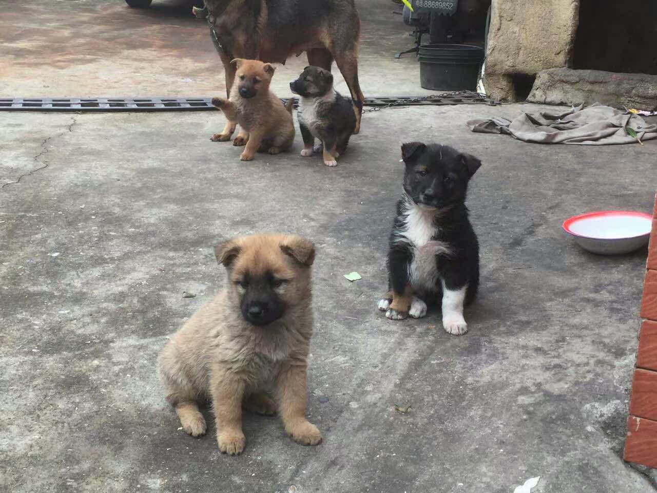 全国出售土狗幼犬田园犬串串蝴蝶犬哈巴狗草狗活体小型犬宠物