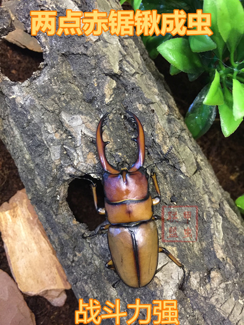 活体宠物甲虫两点赤锯锹形虫成虫锹甲独角仙造景饲养箱盒套餐包邮