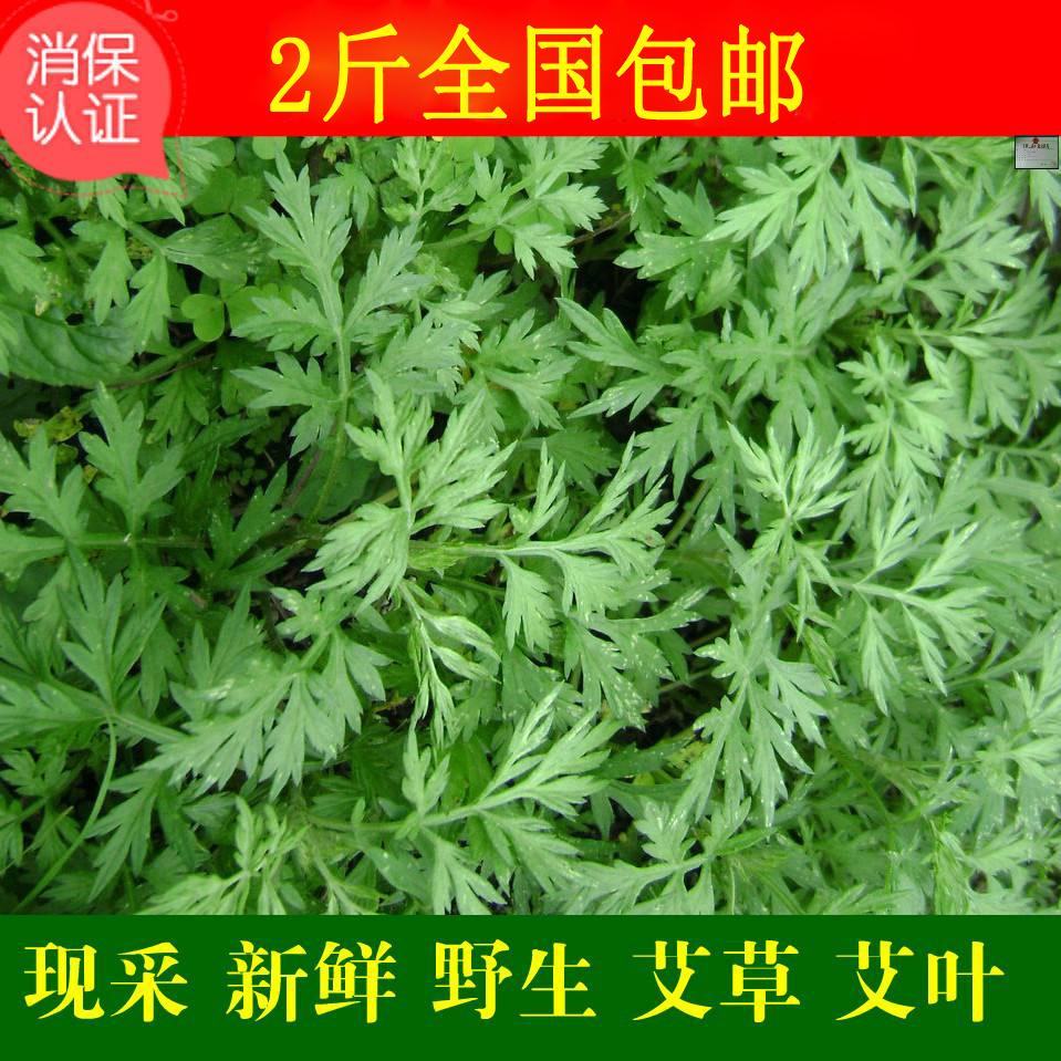 艾草新鲜现摘纯野生艾叶野菜端午过节青团清明果草糍粑艾蒿叶家艾