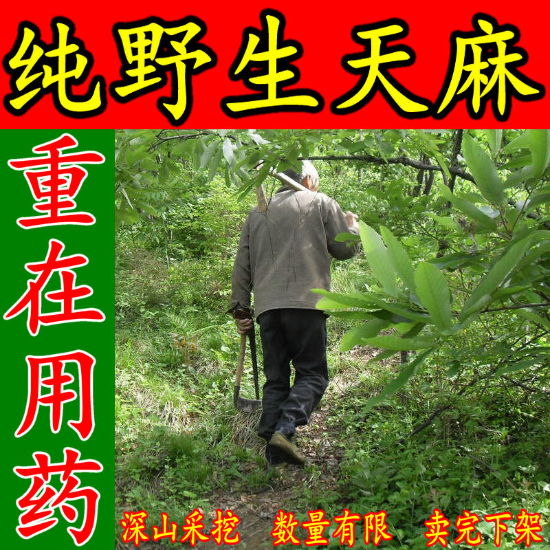 神农架纯野生天麻深山自挖特级天麻野生无硫干天麻非云南天麻包邮