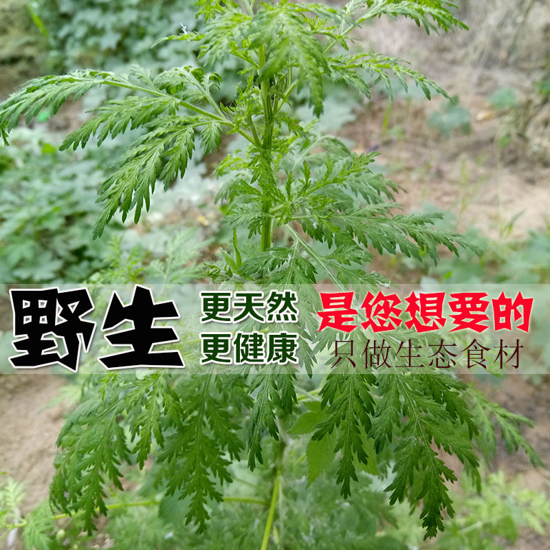17年野生新鲜青蒿 黄蒿 香蒿 苦蒿 臭蒿 草蒿 整株全草 效果更好