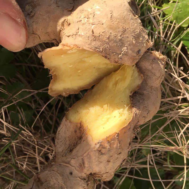 姜黄姜正宗高山二年老姜母生姜自种土姜月子老农家心姜500g心寒莲子的图片