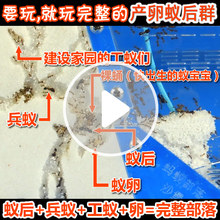 配产卵蚁后群 宠物蚂蚁沙巢 2017款 生态蚂蚁工坊 沙堡 蚂蚁部落