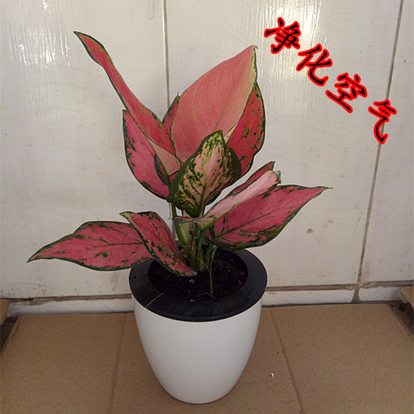 如意贵夫人彩叶粗勒草万年红室内桌面懒人吸水绿植花盆栽净化包邮图片