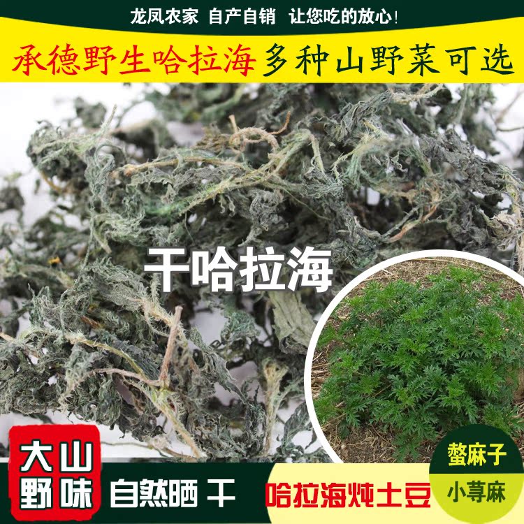 干哈拉海 承德山野菜 野生螫麻子 小荨麻 水哈拉海干货100g 包邮