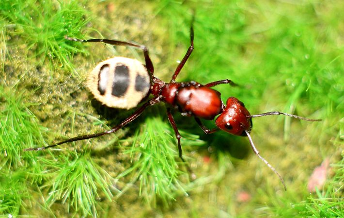 金沙弓背蚁camponotus detritus