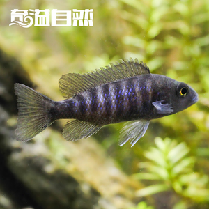 奇溢自然水族馆 马鲷鱼蓝斑马鲷淡水鱼观赏鱼