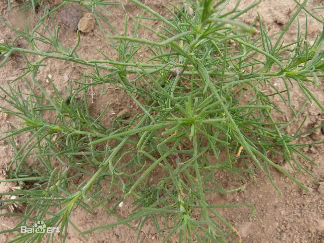 2017新鲜猪毛菜野菜天然野生扎蓬 扎蓬棵三叉明棵猴子