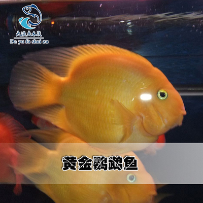 热带观赏鱼黄鹦鹉鱼黄金元宝梅花发财鱼花鹦鹉风水鱼招财鱼活体