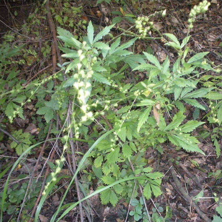 野生仙鹤草 龙牙草 脱力草 瓜香草 老牛筋 狼芽草 龙茅草 包邮