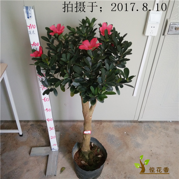 四季杜鹃红山茶树苗盆栽精品嫁接杜鹃红山茶花室内庭院绿植花卉