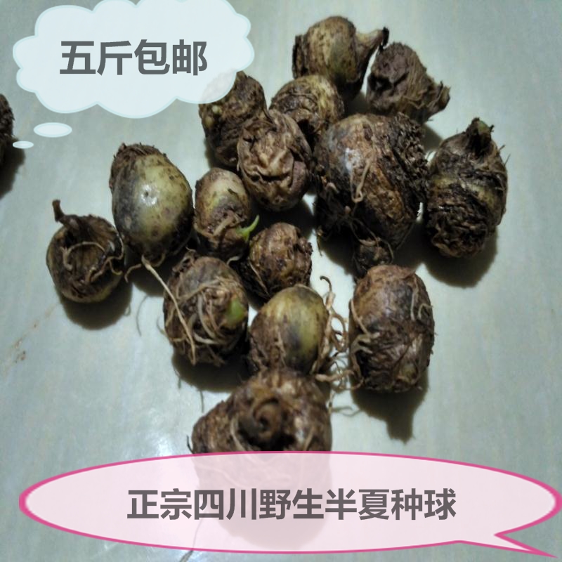 正宗四川野生半夏种球茎三叶半夏半月莲三步跳地八豆守田种