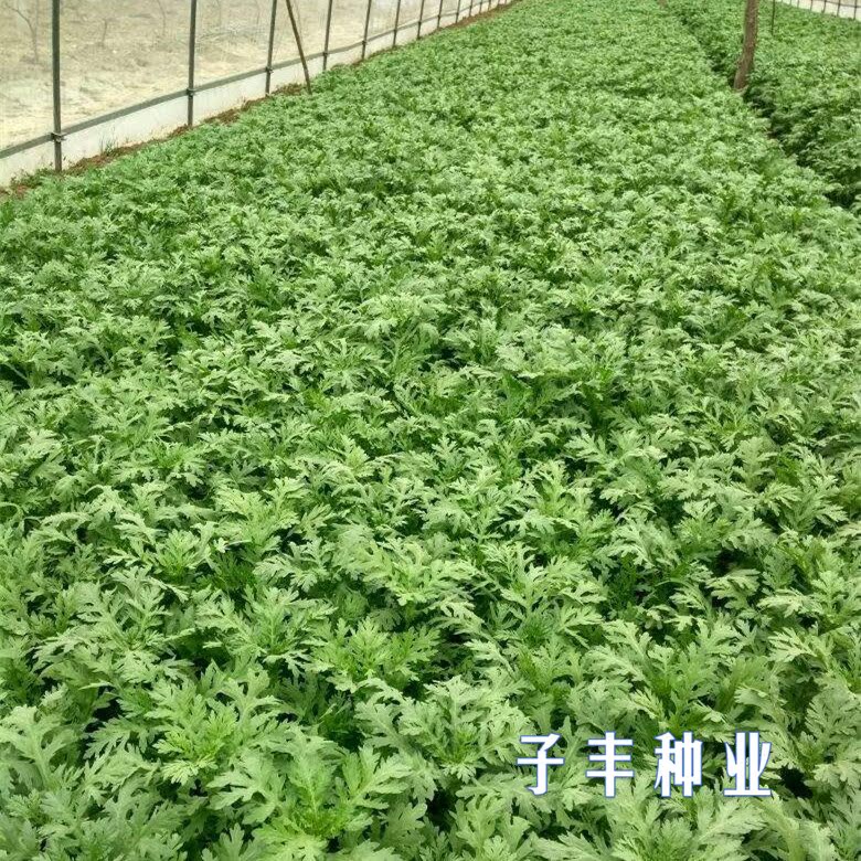 茼蒿种子青光一号小叶茼蒿蔬菜种子光杆茼蒿菜籽四季茼蒿杆菜种子