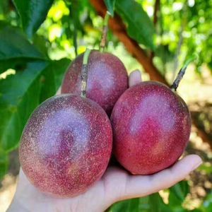 【广西百香果图片】广西百香果图片大全