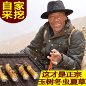 冬虫夏草断支草1克 纯野生正品 虫草 大断草正宗2017青海玉树杂多